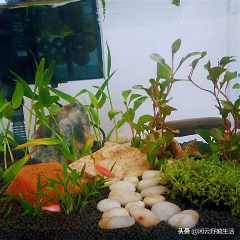 養魚推薦|新手養魚知識